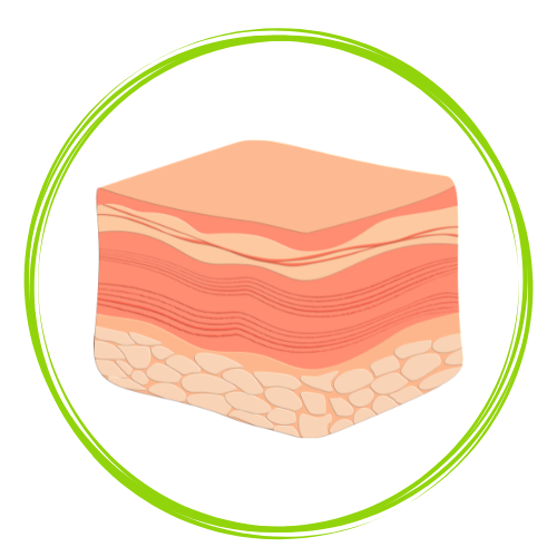 Structural support dermis illustration